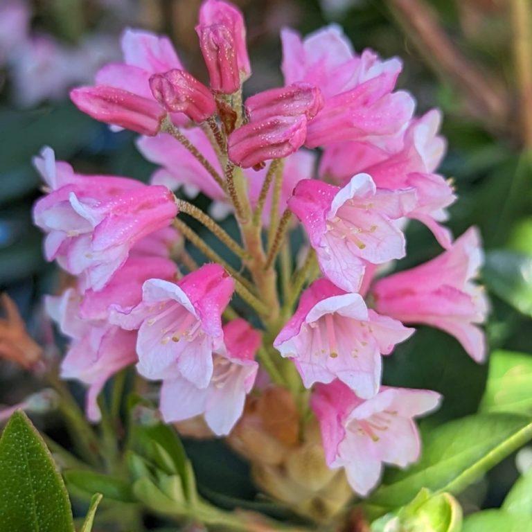 Rhododendron 'bloombux Blush' - View 21 from www redcrocus com