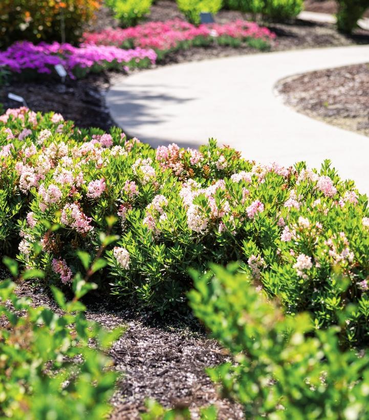 Rhododendron 'bloombux Blush' - View 23 from www redcrocus com