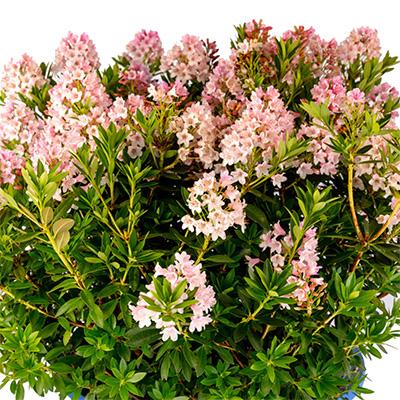 Rhododendron 'bloombux Blush' - View 2 from www redcrocus com