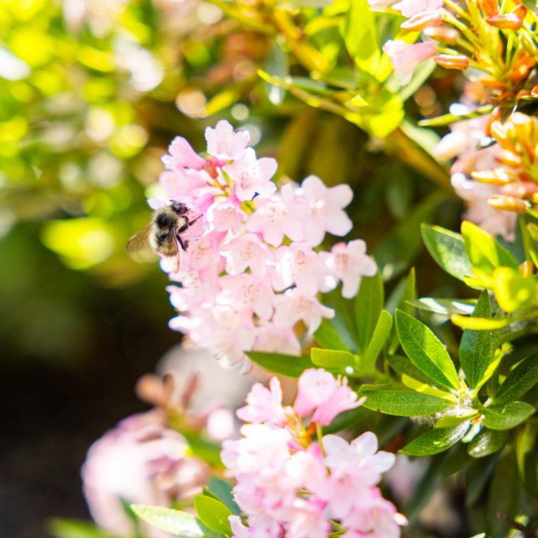 Rhododendron 'bloombux Blush' - View 4 from www redcrocus com