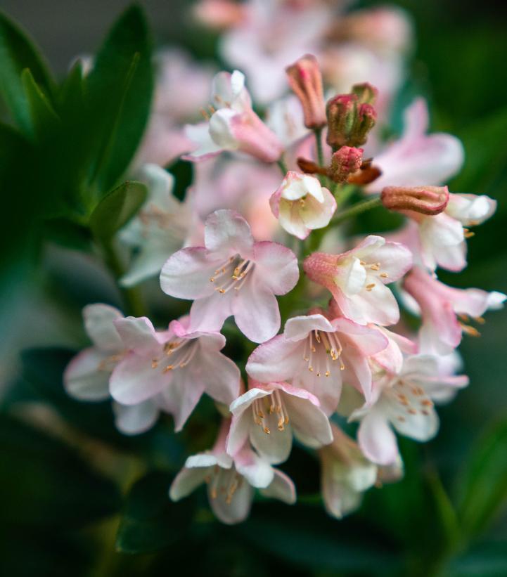 Rhododendron 'bloombux Blush' - View 5 from www redcrocus com