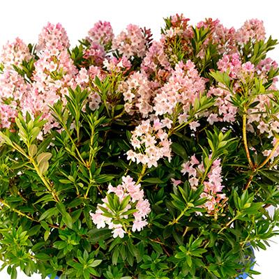 Rhododendron 'bloombux Blush' - View 6 from www redcrocus com