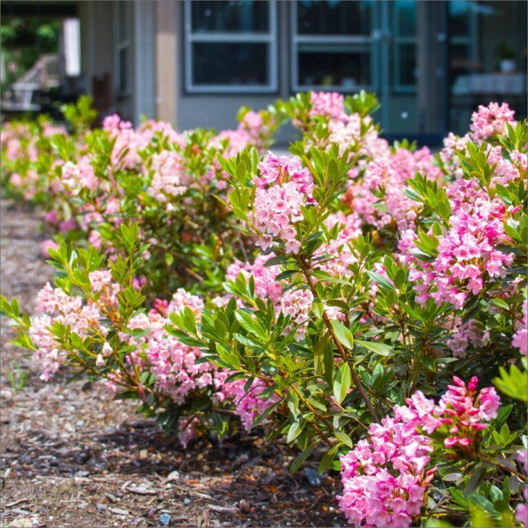 Rhododendron X Bloombux 'magenta' - View 10 from www redcrocus com