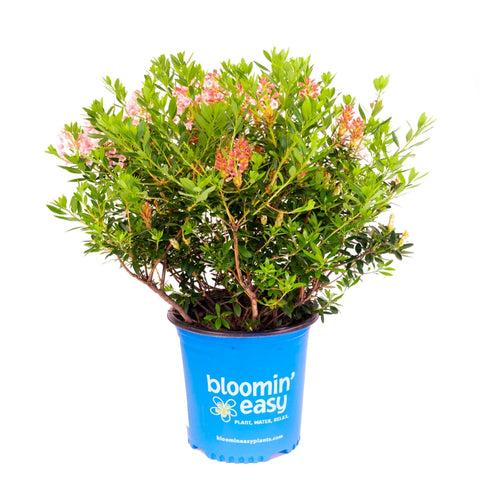 Rhododendron X Bloombux 'magenta' - View 11 from www redcrocus com