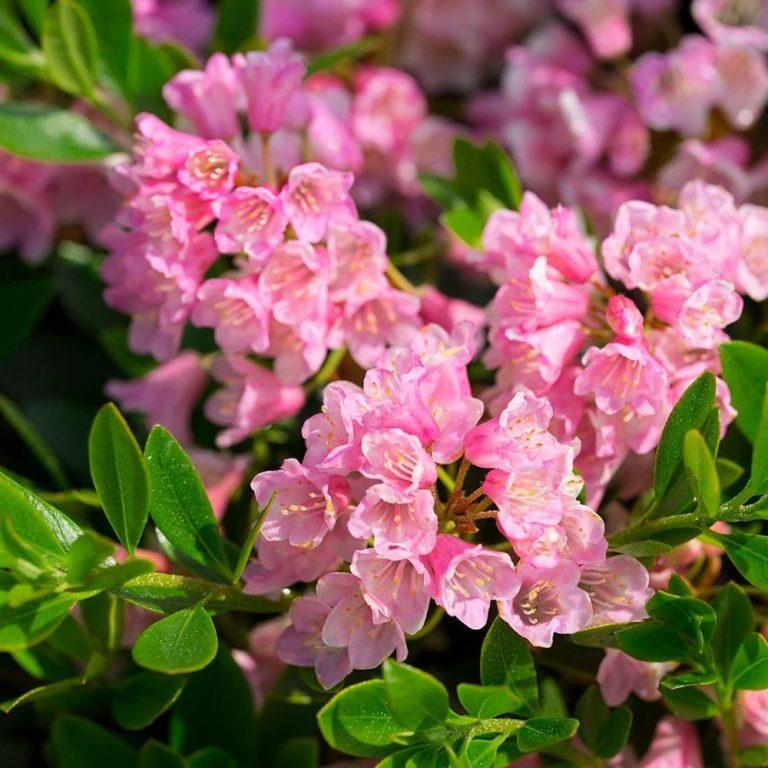 Rhododendron X Bloombux 'magenta' - View 13 from www redcrocus com