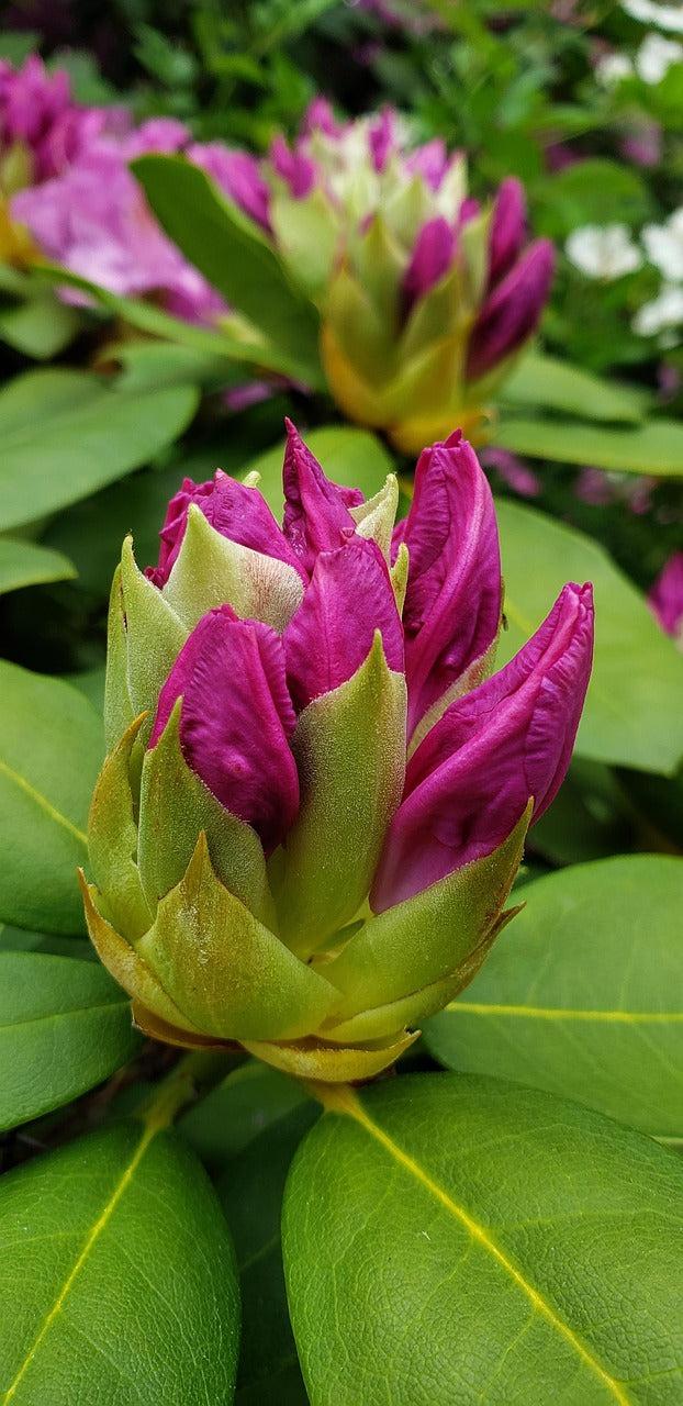 Rhododendron X Bloombux 'magenta' - View 18 from www redcrocus com