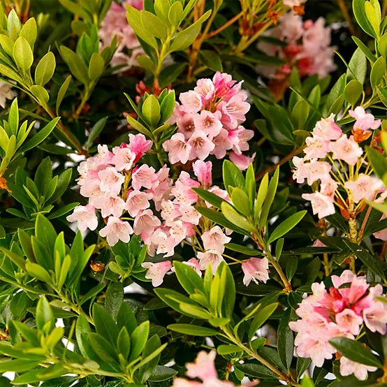 Rhododendron X Bloombux 'magenta' - View 20 from www redcrocus com
