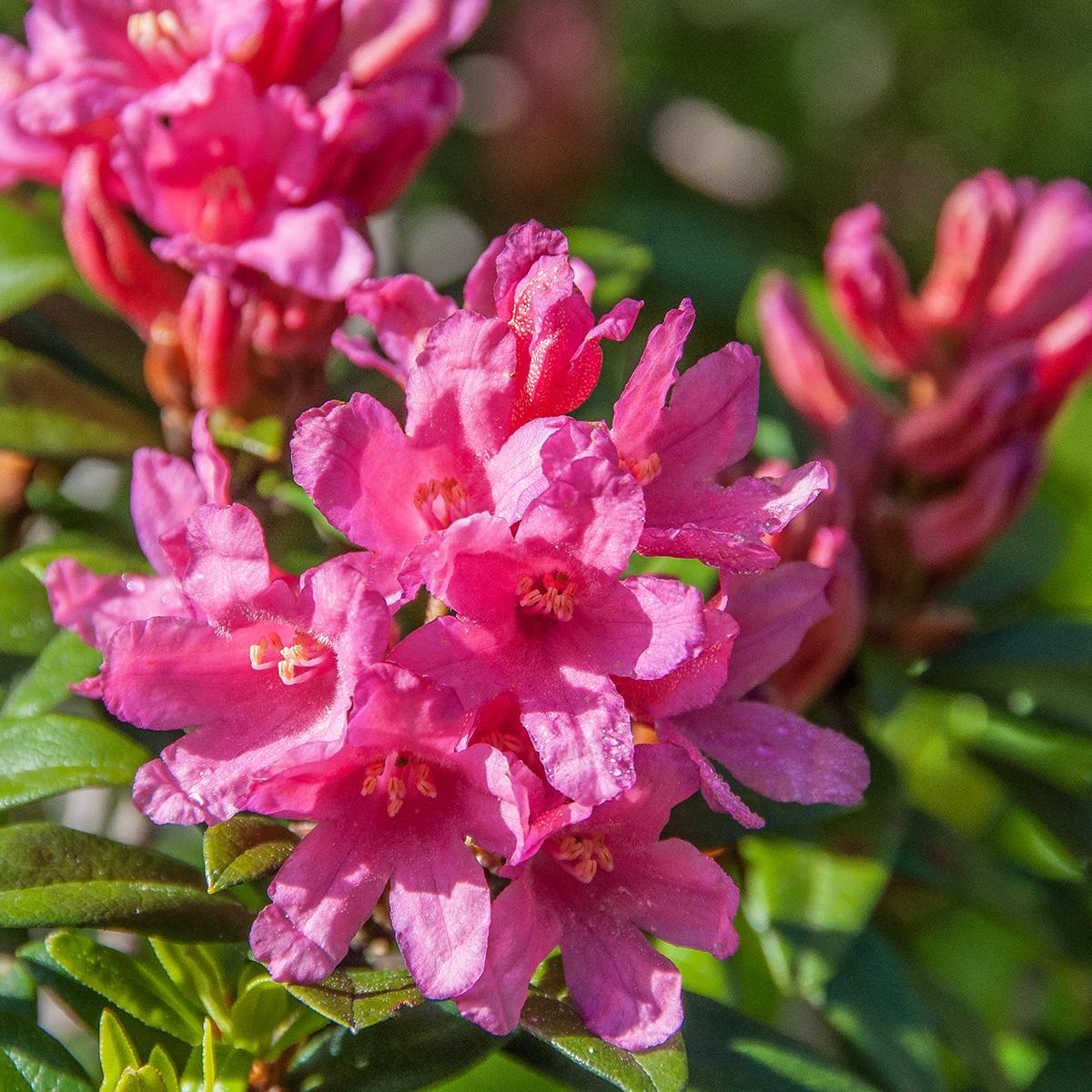Rhododendron X Bloombux 'magenta' - View 21 from www redcrocus com