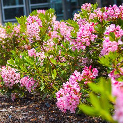 Rhododendron X Bloombux 'magenta' - View 29 from www redcrocus com