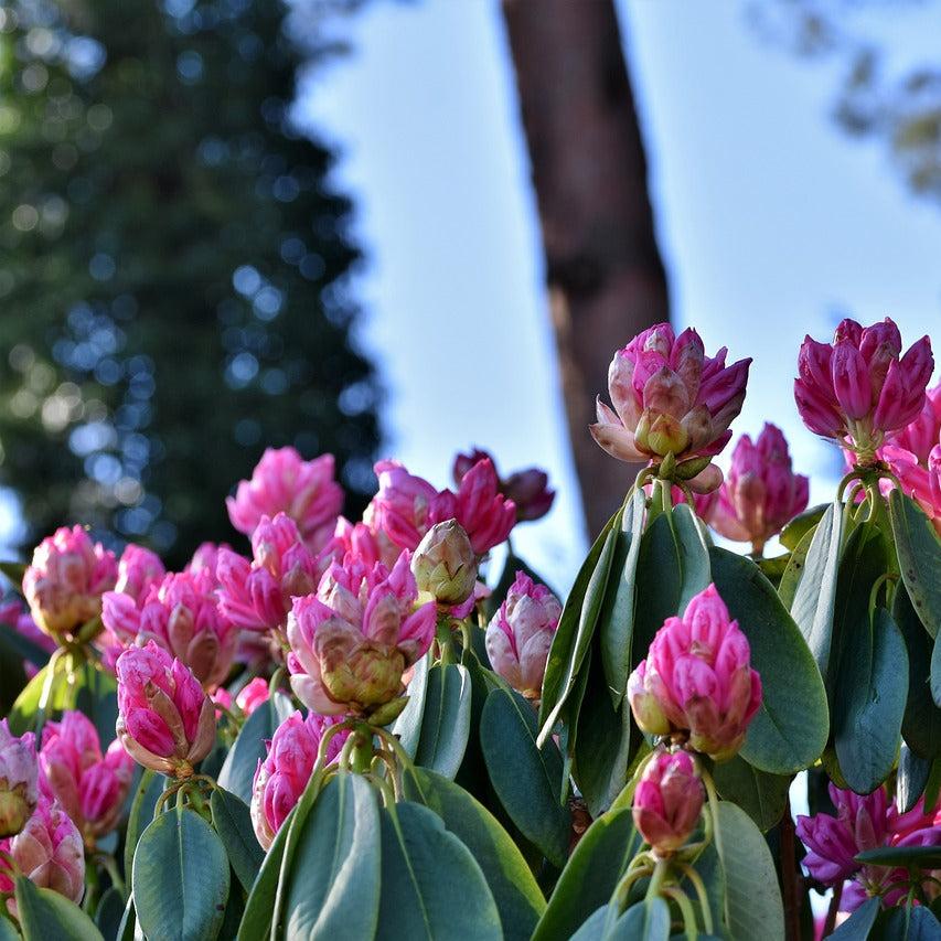 Rhododendron X Bloombux 'magenta' - View 5 from www redcrocus com