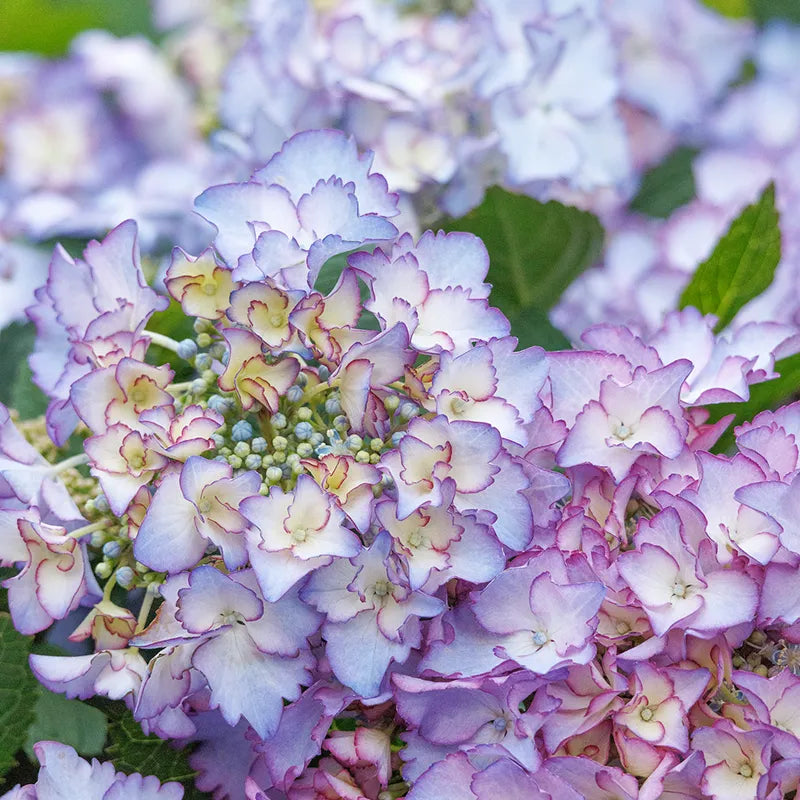 Hydrangea Macrophylla 'seaside Serenade Crystal Cove' - View 10 from www redcrocus com