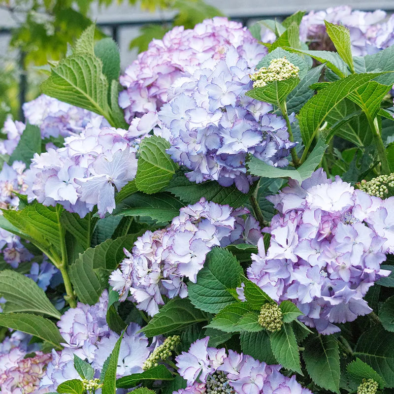 Hydrangea Macrophylla 'seaside Serenade Crystal Cove' - View 13 from www redcrocus com