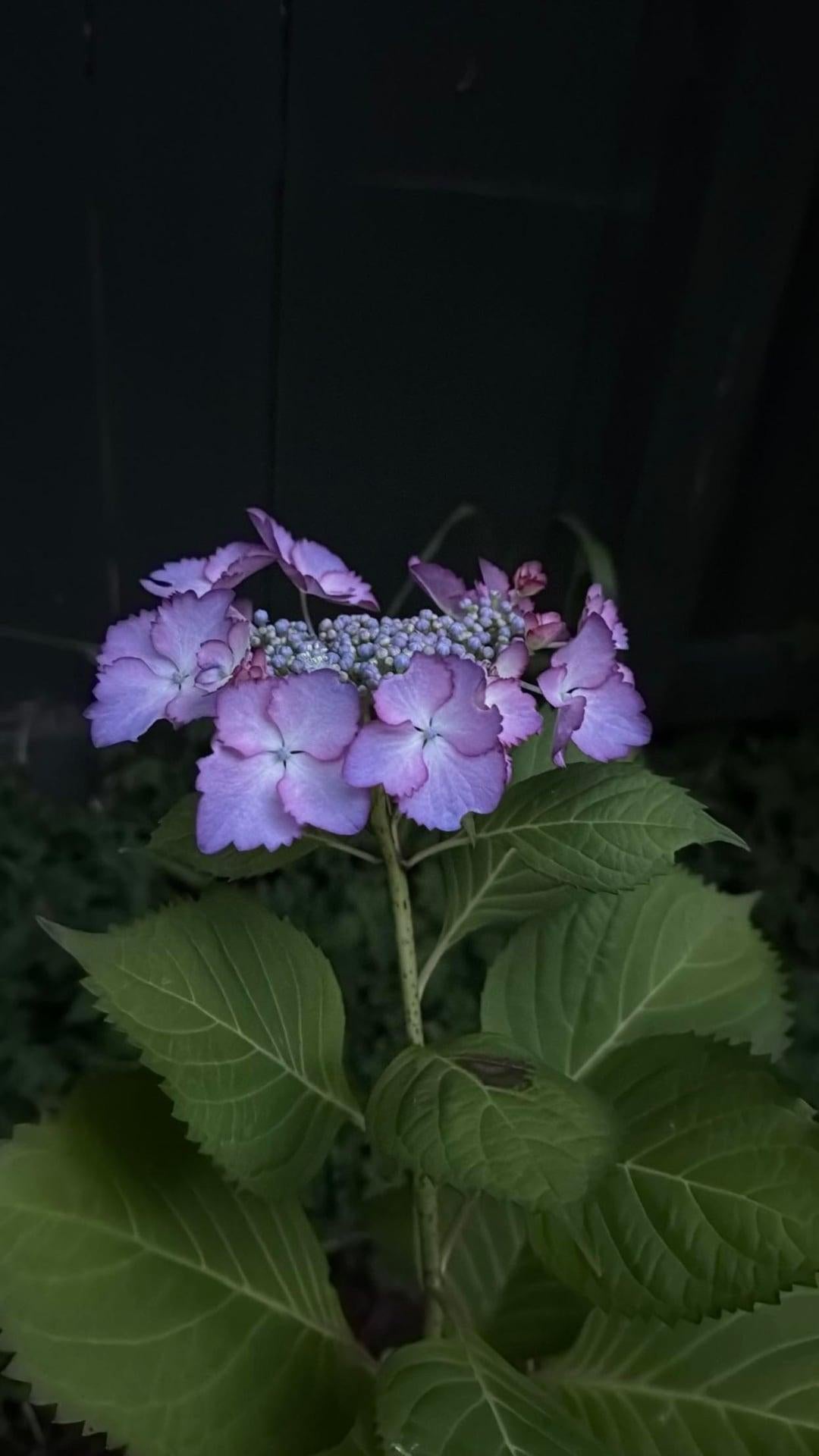 Hydrangea Macrophylla 'seaside Serenade Crystal Cove' - View 14 from www redcrocus com