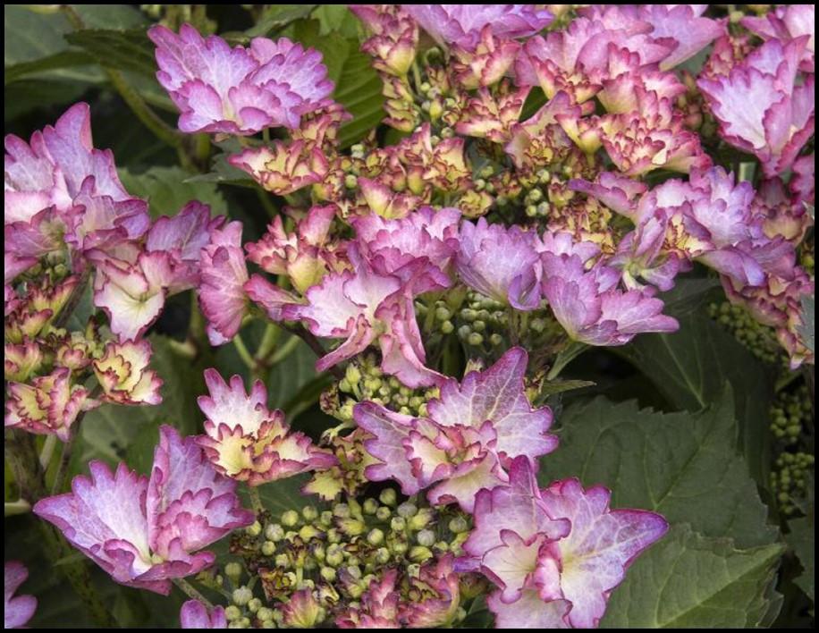 Hydrangea Macrophylla 'seaside Serenade Crystal Cove' - View 15 from www redcrocus com