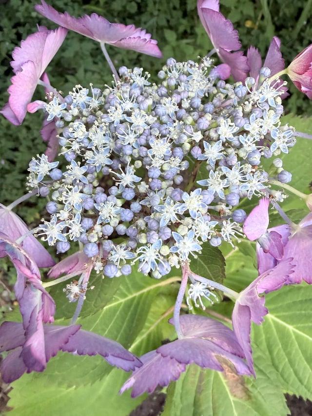 Hydrangea Macrophylla 'seaside Serenade Crystal Cove' - View 16 from www redcrocus com