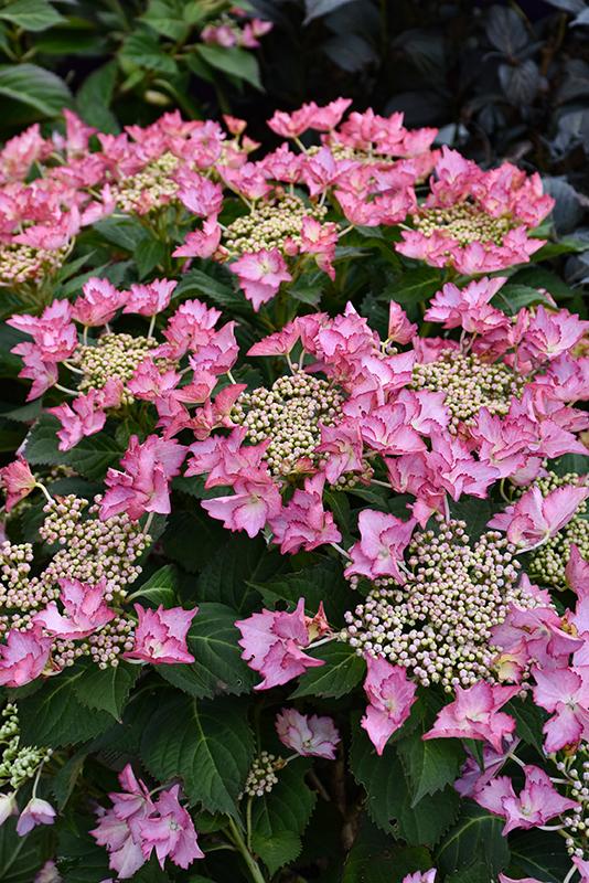 Hydrangea Macrophylla 'seaside Serenade Crystal Cove' - View 18 from www redcrocus com