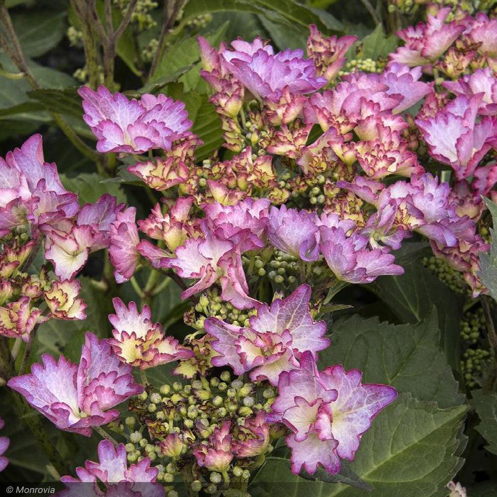 Hydrangea Macrophylla 'seaside Serenade Crystal Cove' - View 1 from www redcrocus com