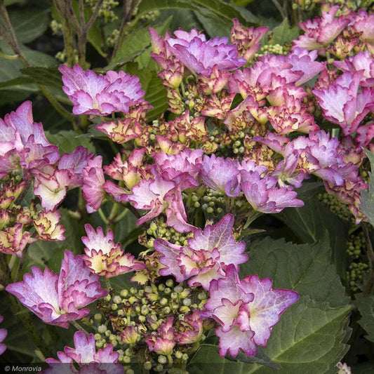 Hydrangea Macrophylla 'seaside Serenade Crystal Cove' - View 1 from www redcrocus com