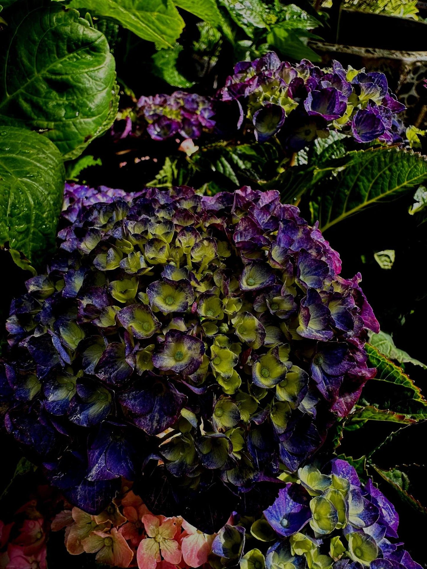 Hydrangea Macrophylla 'seaside Serenade Crystal Cove' - View 20 from www redcrocus com