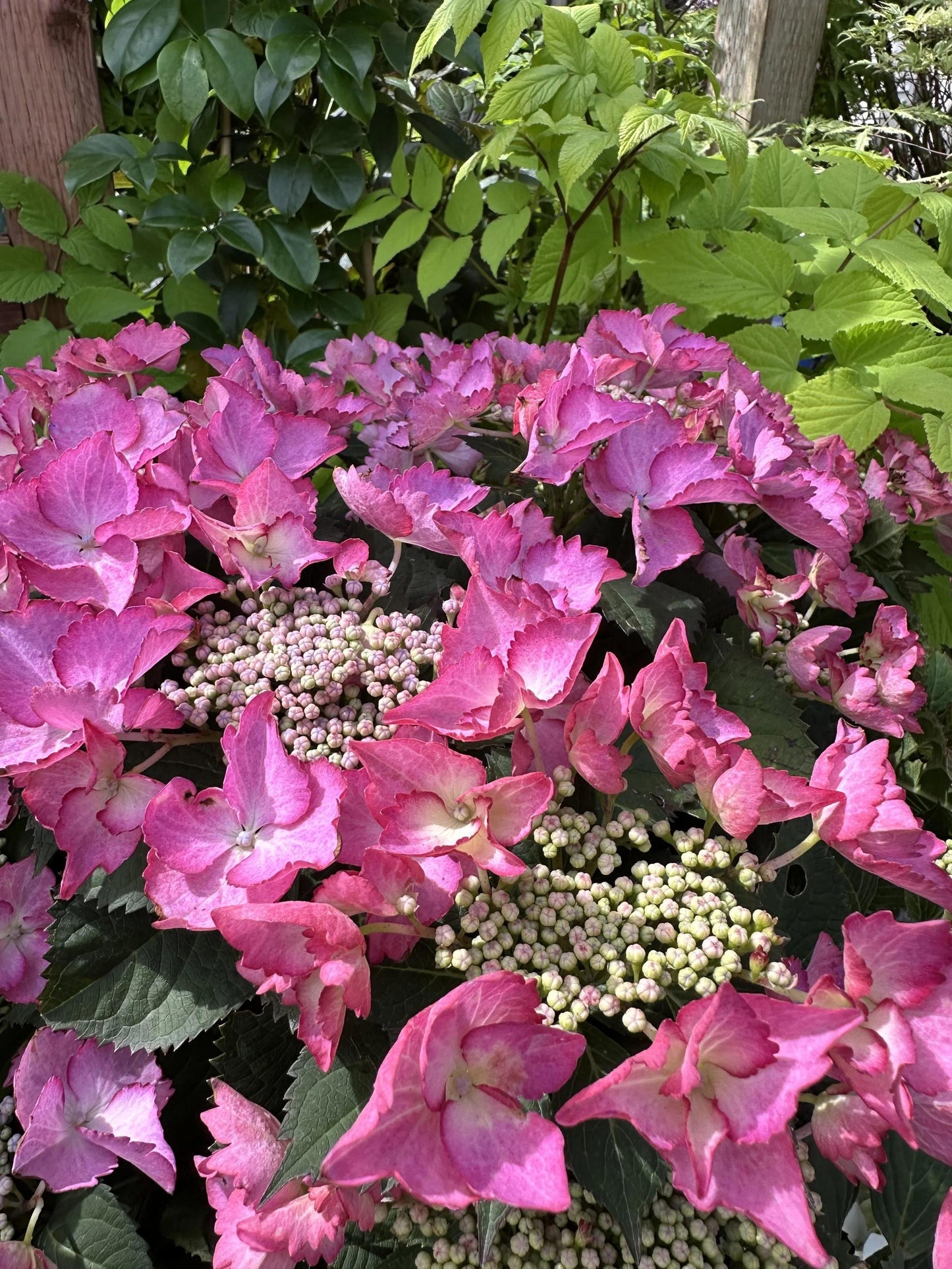 Hydrangea Macrophylla 'seaside Serenade Crystal Cove' - View 21 from www redcrocus com