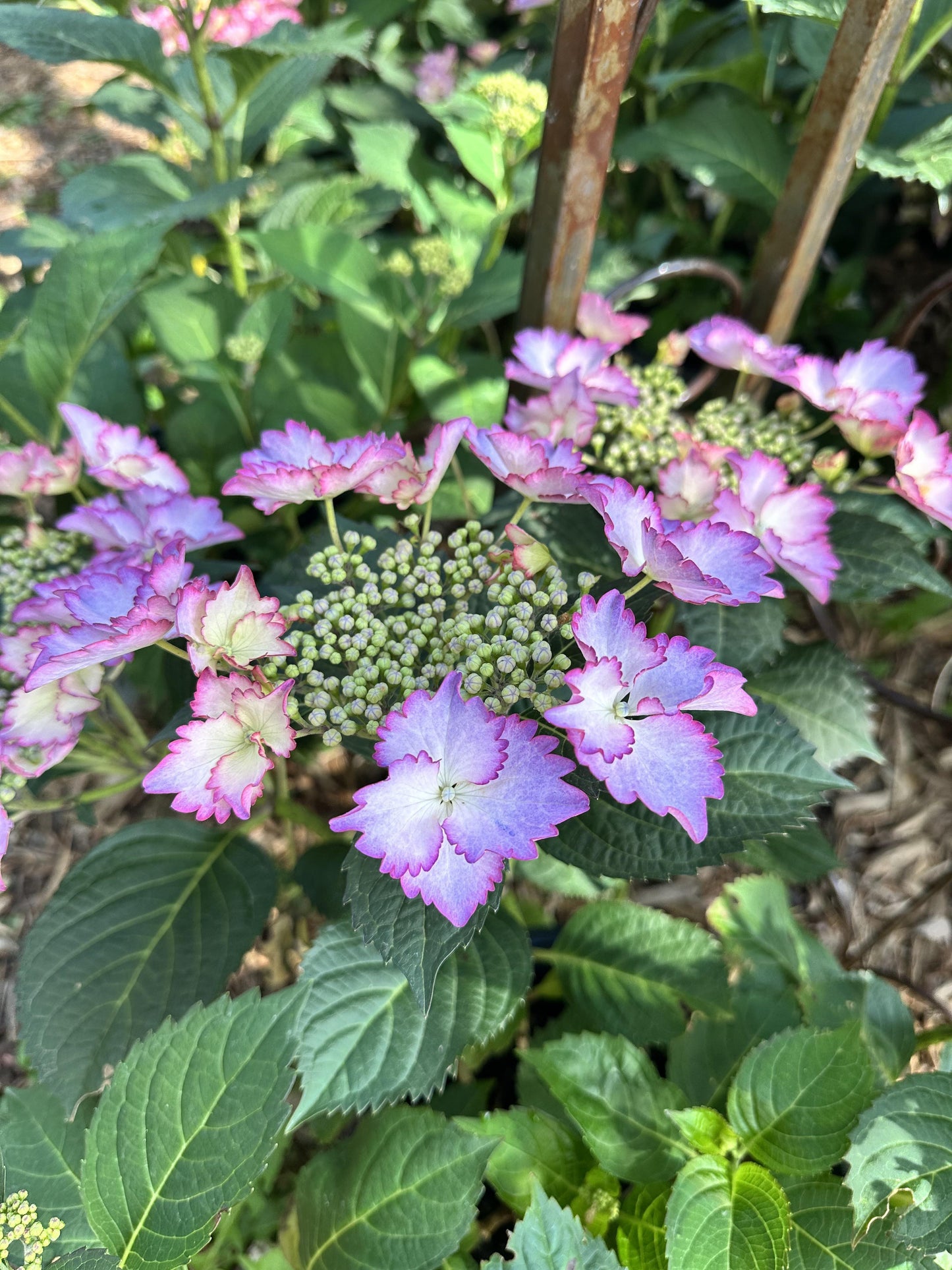 Hydrangea Macrophylla 'seaside Serenade Crystal Cove' - View 24 from www redcrocus com