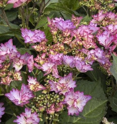 Hydrangea Macrophylla 'seaside Serenade Crystal Cove' - View 26 from www redcrocus com