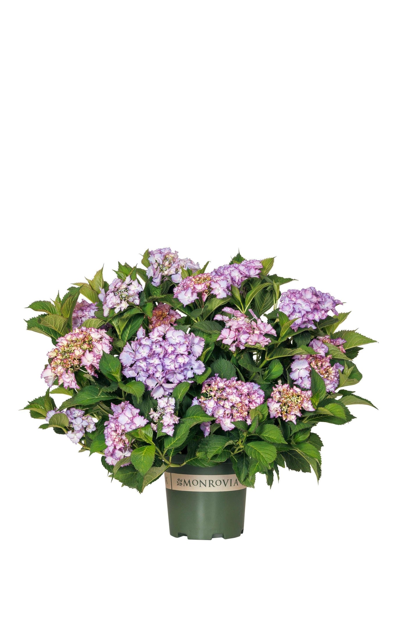 Hydrangea Macrophylla 'seaside Serenade Crystal Cove' - View 4 from www redcrocus com