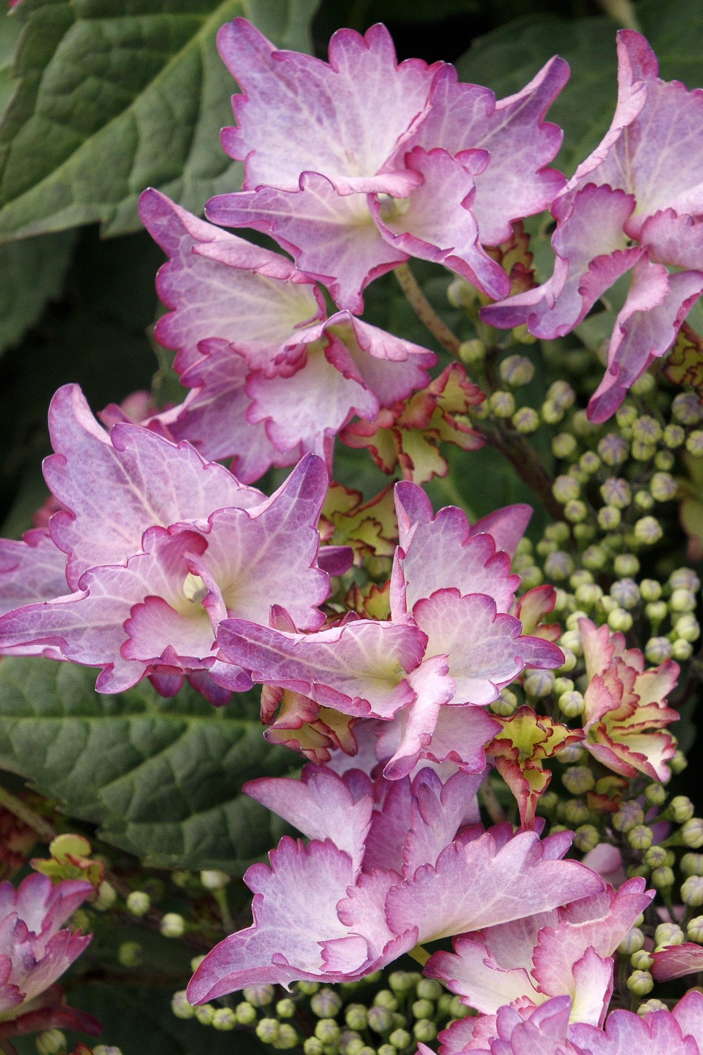 Hydrangea Macrophylla 'seaside Serenade Crystal Cove' - View 5 from www redcrocus com