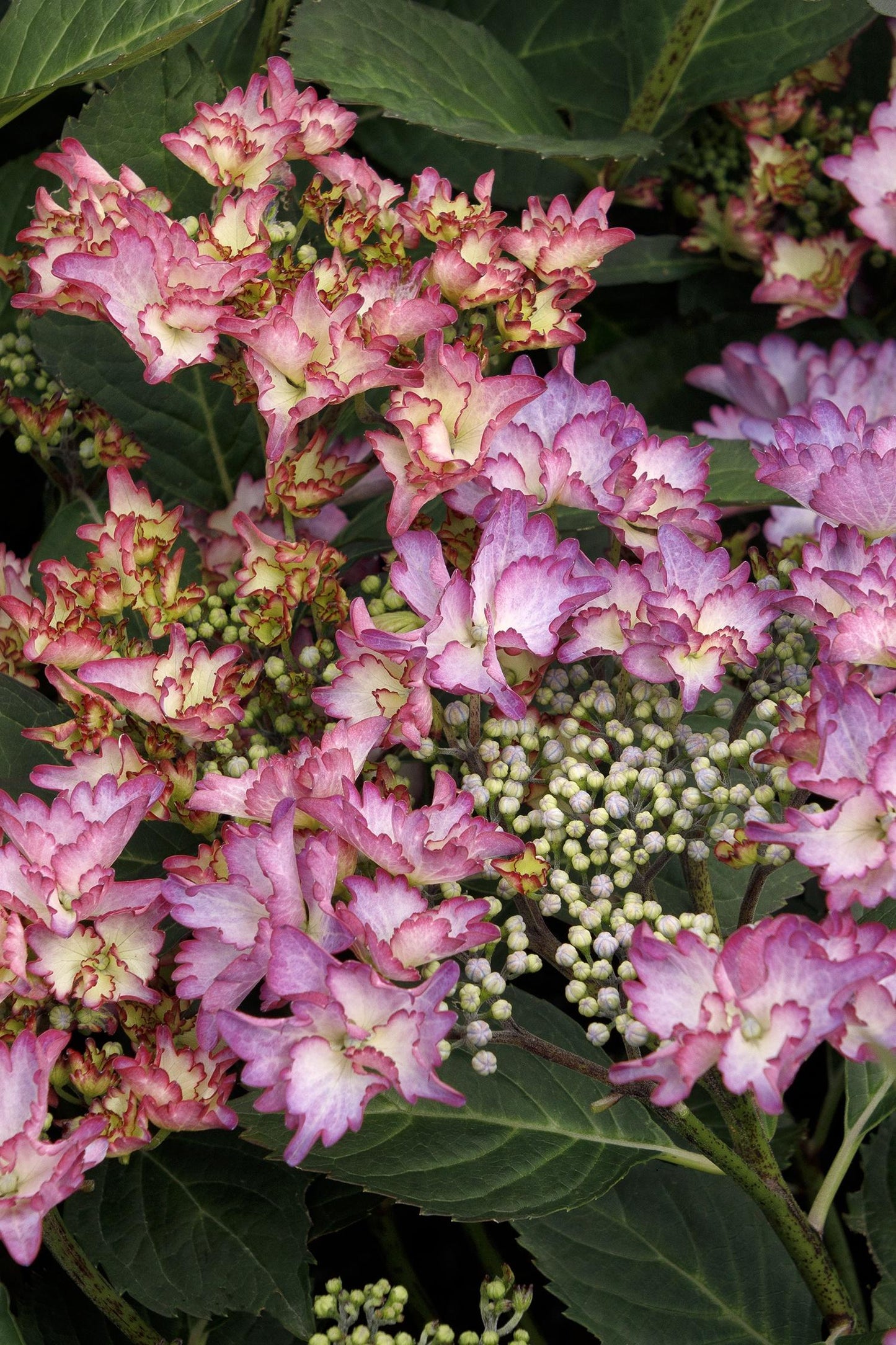 Hydrangea Macrophylla 'seaside Serenade Crystal Cove' - View 6 from www redcrocus com