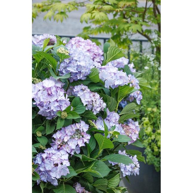Hydrangea Macrophylla 'seaside Serenade Crystal Cove' - View 7 from www redcrocus com
