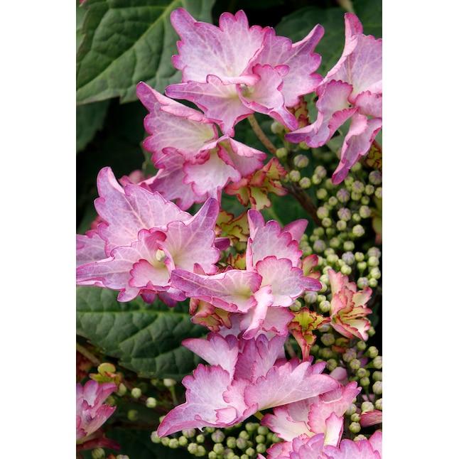 Hydrangea Macrophylla 'seaside Serenade Crystal Cove' - View 8 from www redcrocus com