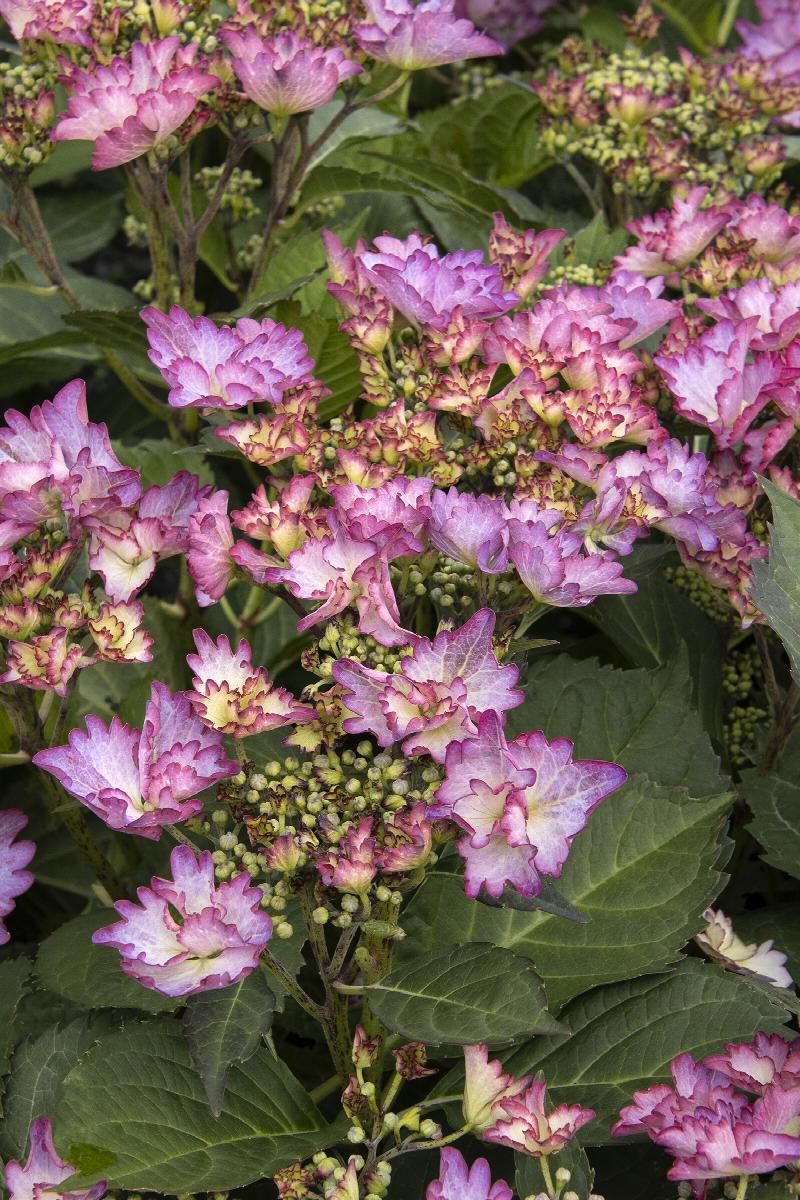 Hydrangea Macrophylla 'seaside Serenade Crystal Cove' - View 9 from www redcrocus com