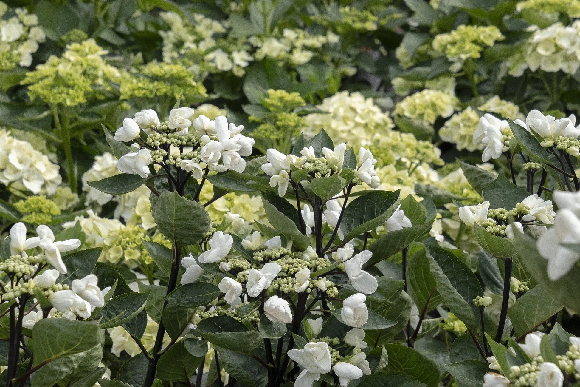 Hydrangea Macrophylla 'seaside Serenade Glacier Bay' - View 10 from www redcrocus com