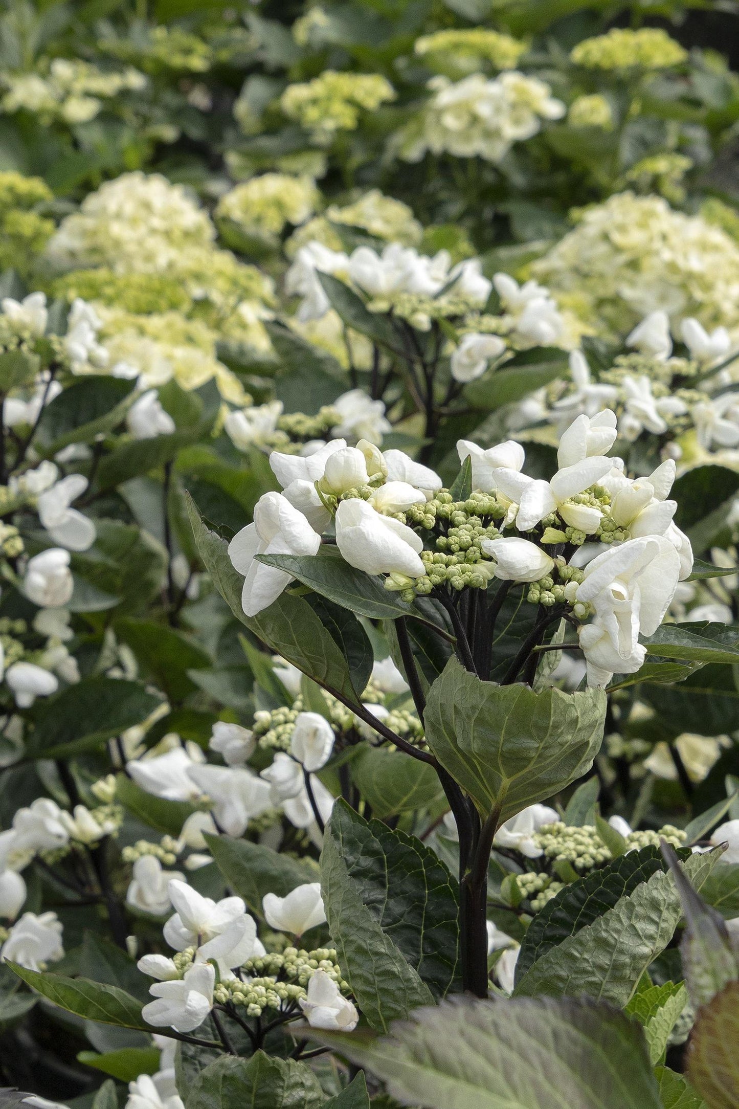 Hydrangea Macrophylla 'seaside Serenade Glacier Bay' - View 11 from www redcrocus com