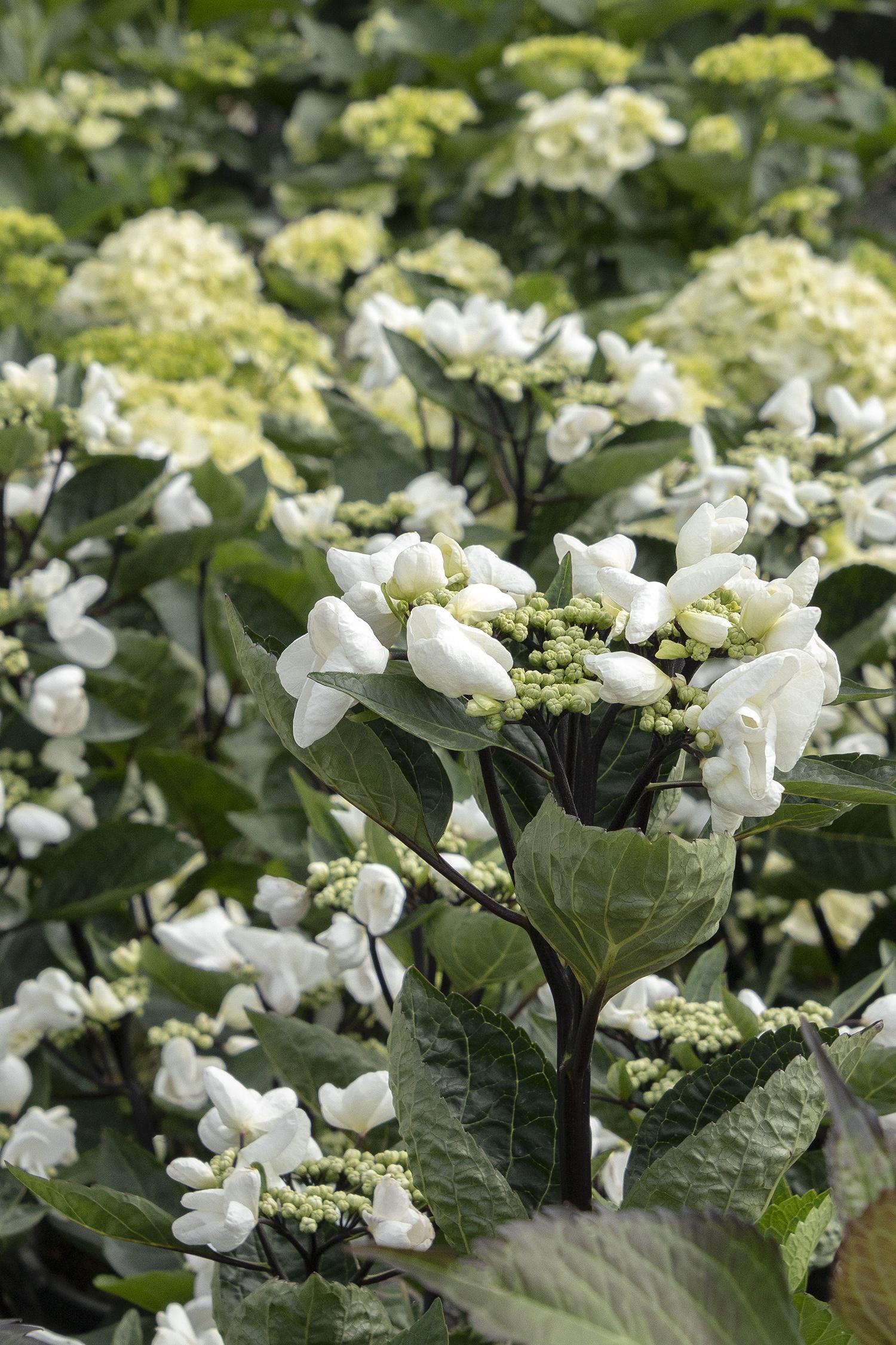 Hydrangea Macrophylla 'seaside Serenade Glacier Bay' - View 11 from www redcrocus com