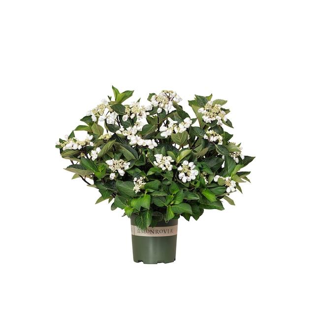 Hydrangea Macrophylla 'seaside Serenade Glacier Bay' - View 12 from www redcrocus com