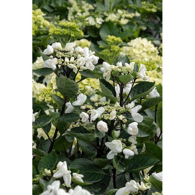 Hydrangea Macrophylla 'seaside Serenade Glacier Bay' - View 13 from www redcrocus com