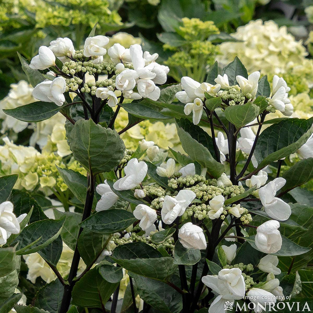 Hydrangea Macrophylla 'seaside Serenade Glacier Bay' - View 14 from www redcrocus com