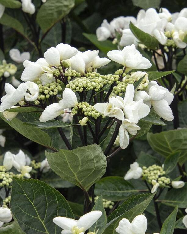 Hydrangea Macrophylla 'seaside Serenade Glacier Bay' - View 15 from www redcrocus com