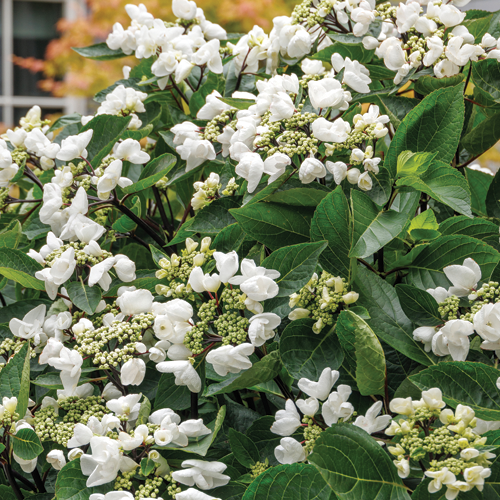Hydrangea Macrophylla 'seaside Serenade Glacier Bay' - View 16 from www redcrocus com