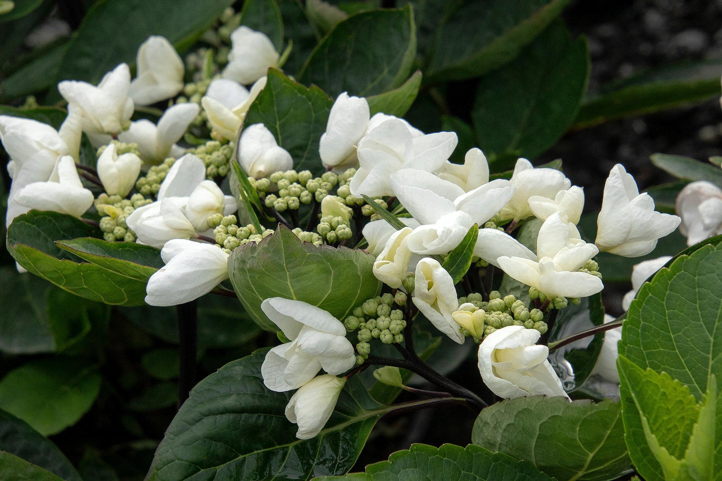 Hydrangea Macrophylla 'seaside Serenade Glacier Bay' - View 17 from www redcrocus com