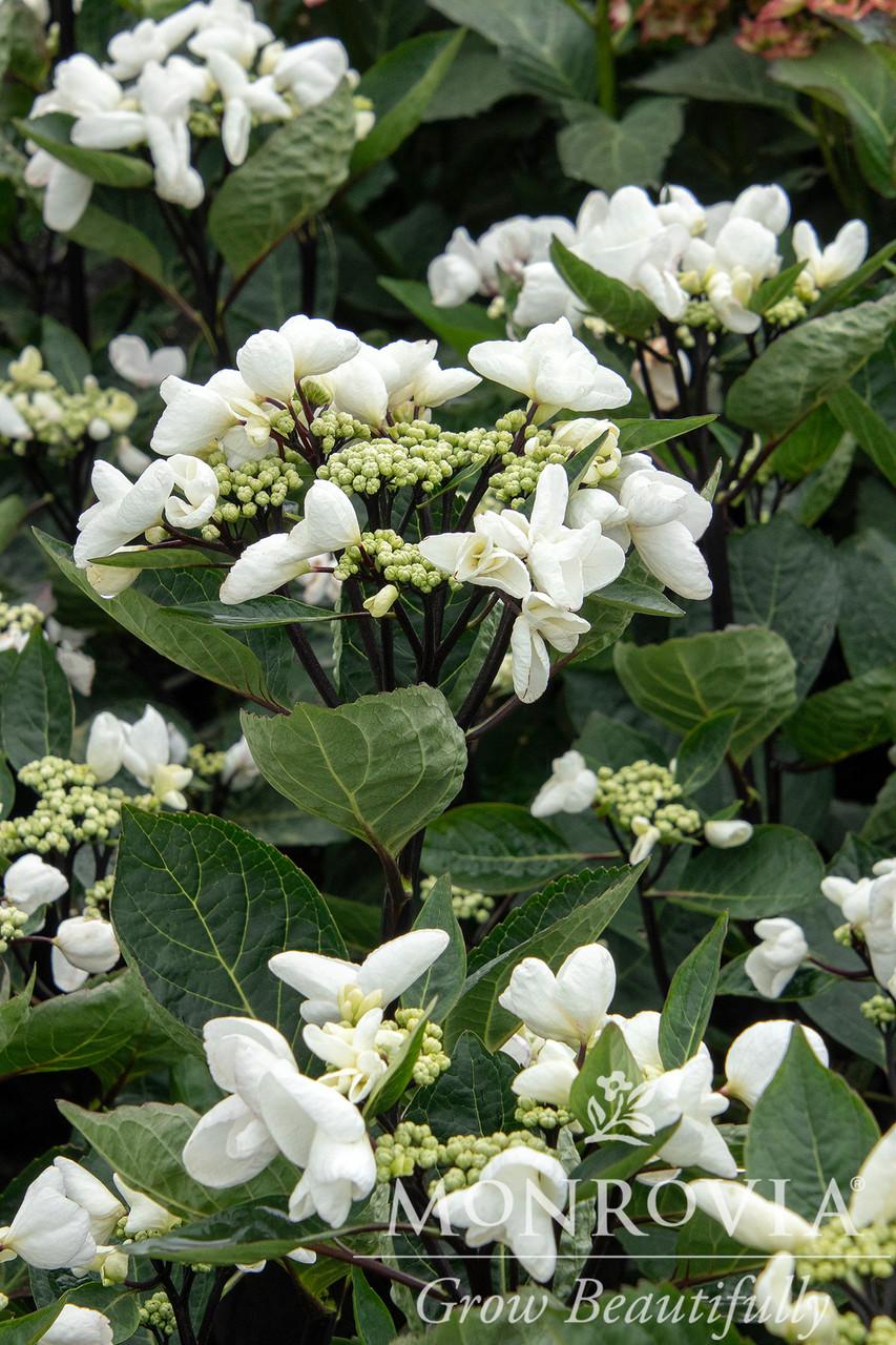 Hydrangea Macrophylla 'seaside Serenade Glacier Bay' - View 18 from www redcrocus com