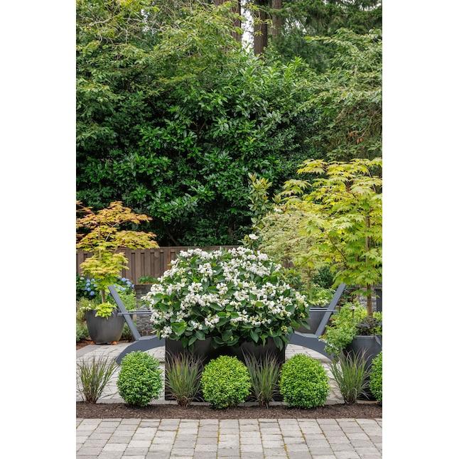 Hydrangea Macrophylla 'seaside Serenade Glacier Bay' - View 1 from www redcrocus com