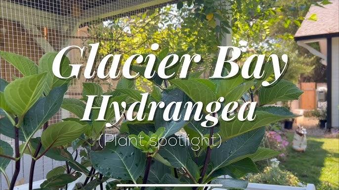 Hydrangea Macrophylla 'seaside Serenade Glacier Bay' - View 22 from www redcrocus com