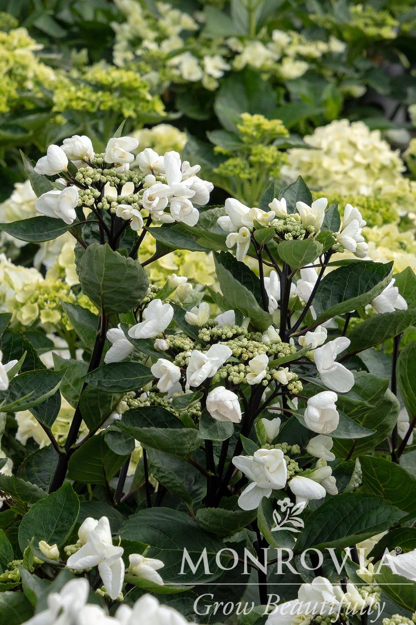 Hydrangea Macrophylla 'seaside Serenade Glacier Bay' - View 23 from www redcrocus com