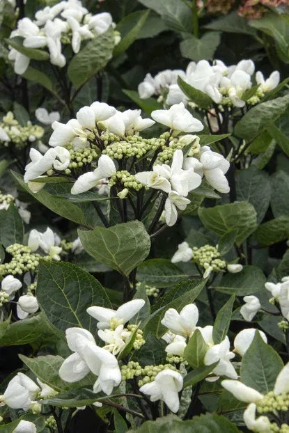 Hydrangea Macrophylla 'seaside Serenade Glacier Bay' - View 27 from www redcrocus com