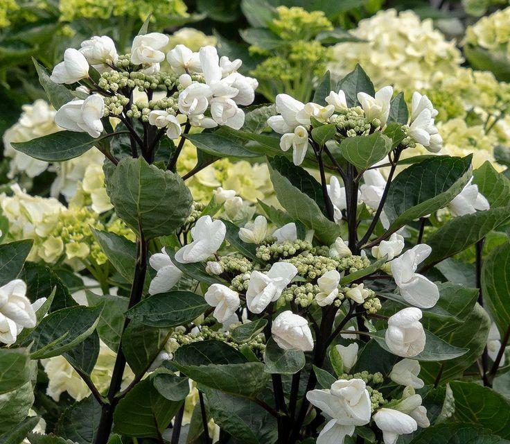Hydrangea Macrophylla 'seaside Serenade Glacier Bay' - View 28 from www redcrocus com