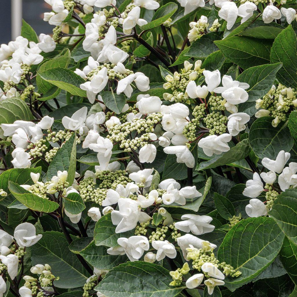 Hydrangea Macrophylla 'seaside Serenade Glacier Bay' - View 29 from www redcrocus com