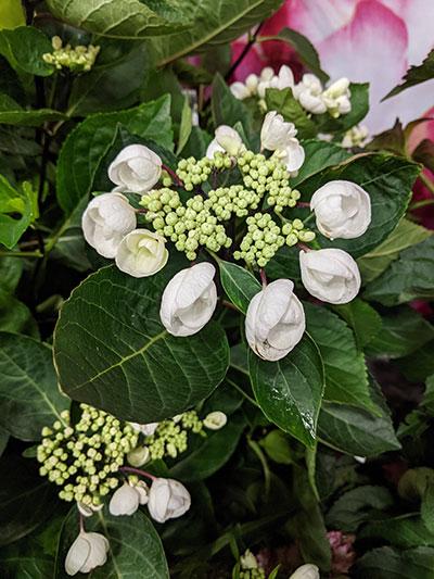 Hydrangea Macrophylla 'seaside Serenade Glacier Bay' - View 5 from www redcrocus com