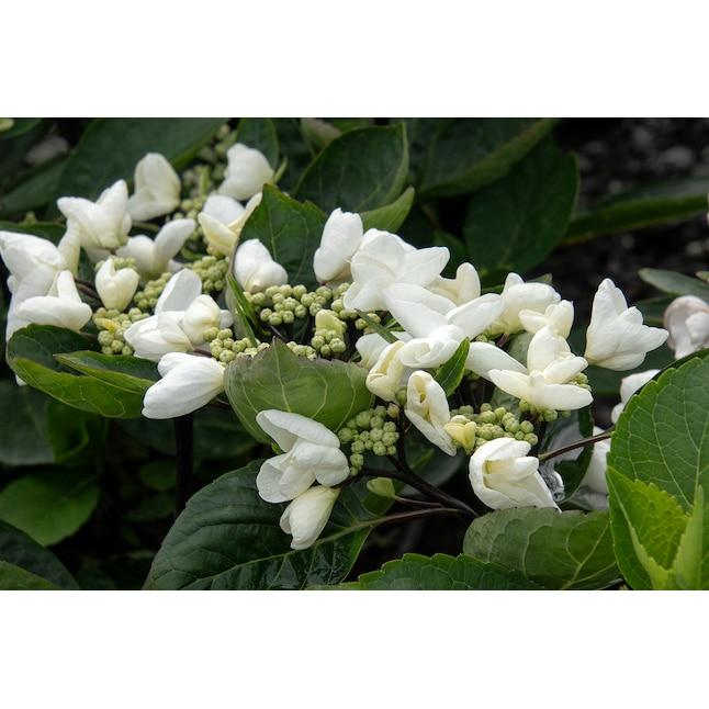 Hydrangea Macrophylla 'seaside Serenade Glacier Bay' - View 6 from www redcrocus com